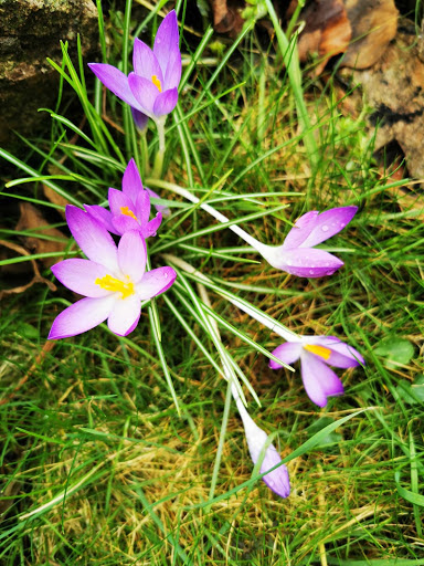 springbulbs1