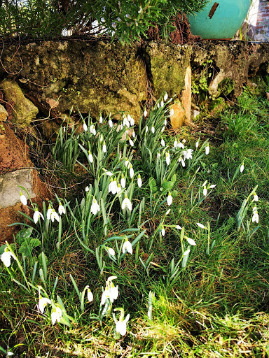 springbulbs2